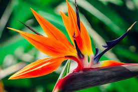 Birds of Paradise type Pre- scented beads