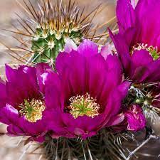 Baja Cactus type Pre- scented beads