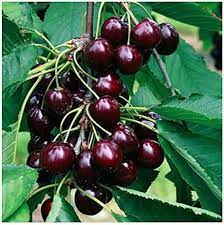 black cherry type Pre- scented beads