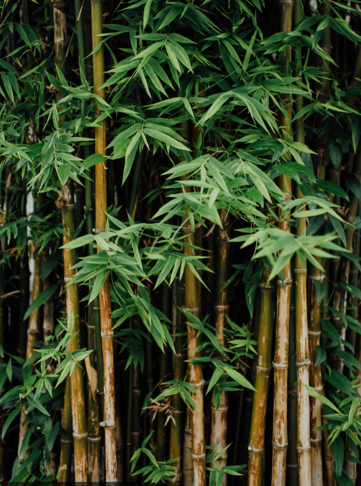 Bamboo type Pre- scented beads