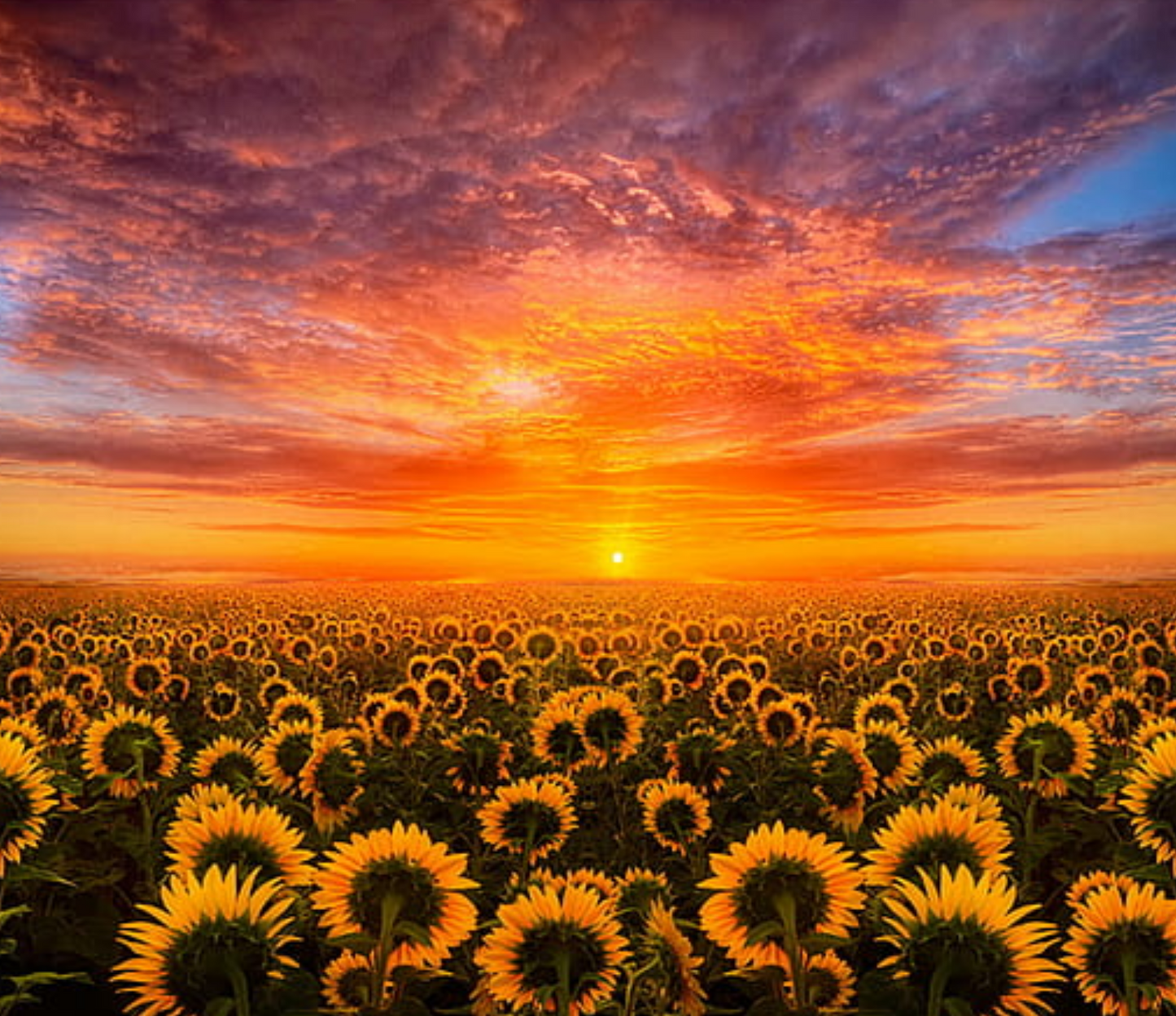 { Sunset sunflowers } Sublimation Tumblers