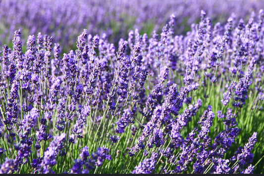 Lavender type Pre- scented beads