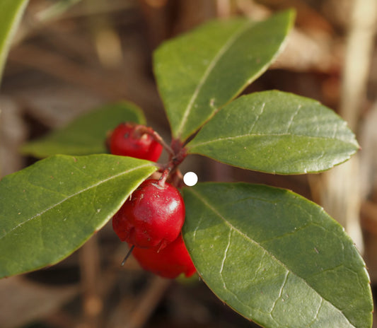 Wintergreen type Pre- scented beads