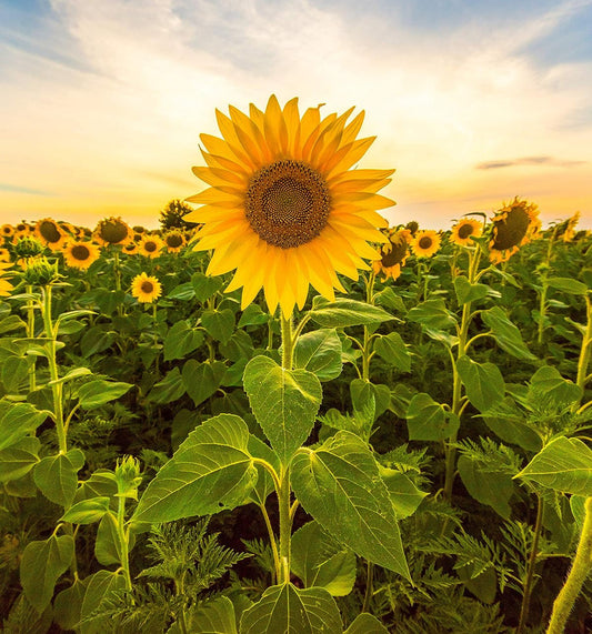 Sunflower type Pre- scented beads