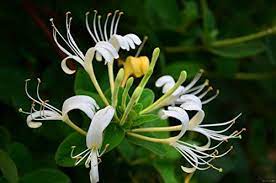 honeysuckle type Pre- scented beads