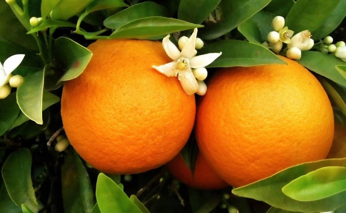 Orange blossom type Pre- scented beads